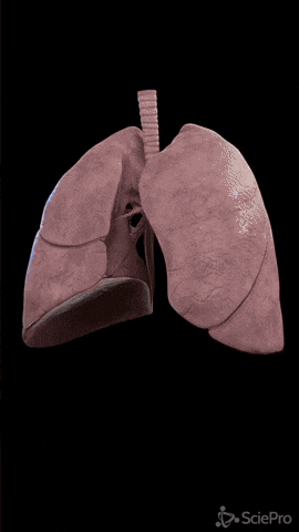 FUMAREX™ – Libérate del cigarrillo y respira una nueva vida